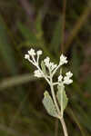 Semaphore thoroughwort